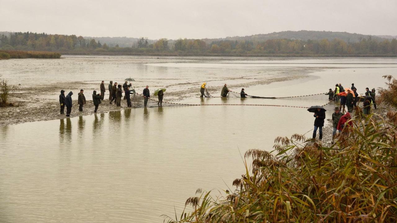 De L'etang